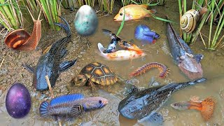 Colorful surprise eggs lobster snake cichlid betta fish turtle butterfly fish pleco squid [upl. by Lecia]