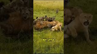 Lions VS hyenas shorts lion wildanimal facts animals wildlifetoday [upl. by Enaamuj]