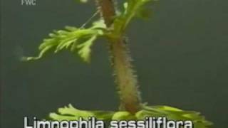 limnophila Limnophila sessiliflora [upl. by Meek]