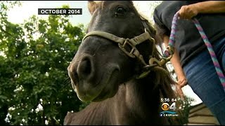 Rescued Horses Have Brighter Future At Homestead Ranch [upl. by Martha]