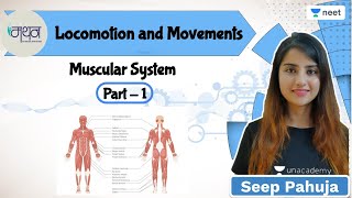 Locomotion and Movements  Muscular System  L1  NEET 202223  Seep Pahuja [upl. by Welcy]