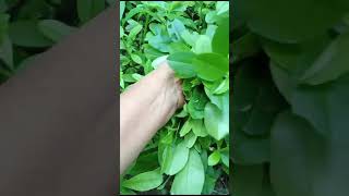 Pirali Paleng sag in my kitchen garden 🏫🏡☘️☘️🌳🌿☘️ please subscribe ♥️♥️🧡💙 [upl. by Philip]