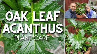 🌿 Oak Leaf Acanthus  Friday Plant Chat 🌿 [upl. by Seely453]