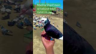 Madina Sharif mein kabutar kaun se Hain 🤔shortvideo viralvideo videoviral wateching [upl. by Analrahc511]