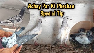 26 No Kabootar Ka Shok  Achay Par Ki Phechan  Hashim Mahmood Pigeons [upl. by Arakihc]