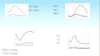 PERTIM Circadian Rhythm Model in Drosophila [upl. by Farwell]