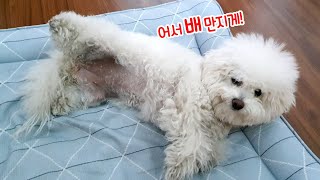 배 안 만져주면 째려보는 강아지ㅋㅋㅋ │ 비숑 Bichon Frise vlog EP 35 [upl. by Brennan842]