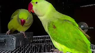 Parrot Natural Sounds  Parrot Talking [upl. by Eelsew]