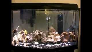 Saltwater tank feeding eels puffer trigger tang clownfish [upl. by Xilef]