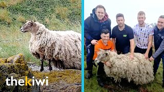 Sheepy’s heartbreaking story the sheep that was abandoned in a cliff for two years [upl. by El548]