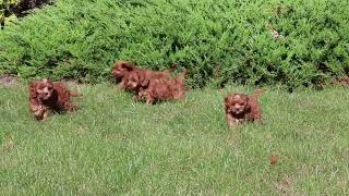 Cavapoo Puppies For Sale [upl. by Yelkao310]