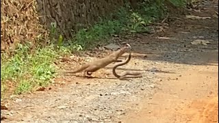 Cobra vs mangoose fight kerala mangoose fight snake snakebite kerala india [upl. by Yesllek810]