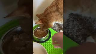 Burrito the cat tries really great cat food [upl. by Dahsraf]