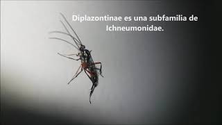 Entomologia ichneumonidae Diplazontinae [upl. by Nisotawulo]