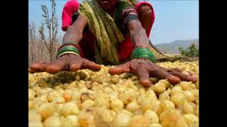 महुए की खेतीbassialatifolia mahua farmingpradeepkumarbangde [upl. by Llerrit724]