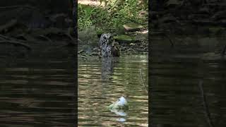 SPLISH SPLASH OWL BATH outdoors kayaking nature wildlifewonder [upl. by Ahsemo473]