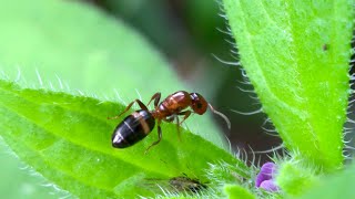 Colobopsis truncata ant [upl. by Dabbs271]