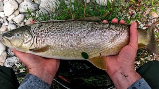 Italy Trout season 20232024 Best Moments [upl. by Lawrenson]