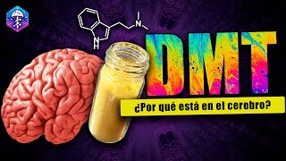 DMT 🧠 ¿El neurotransmisor de la conciencia [upl. by Reynard52]