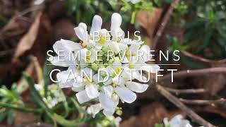 How to Grow Evergreen Candytuft  Iberis sempervirens [upl. by Graham]