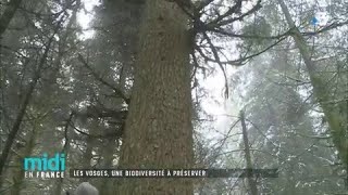 Les Vosges un paradis pour les naturalistes [upl. by Abdel]