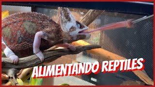 ALIMENTANDO REPTILES Y EXCELENTES TIPS 🐍🦎🐢 [upl. by Ndnarb]