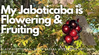 Jaboticaba is Flowering amp Fruiting  Plinia cauliflora [upl. by Yanahs]