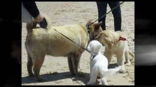 Chicago Dog Walk [upl. by Liggitt873]