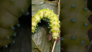 SATURNIA PYRI Giant Peacock Moth Caterpillar Saturniidae ГУСІНЬ МЕТЕЛИКА НІЧНЕ ПАВЯЧЕ ОКО insects [upl. by Foskett]