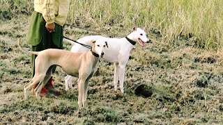 Saluki and greyhound cross whippet two beautiful female dogs [upl. by Attiuqaj]