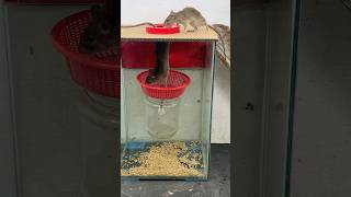 Best Mouse Trap Create a Mouse Trap that Gets into a Glass Box shoprts rattrap mousetrap pets [upl. by Neeli487]