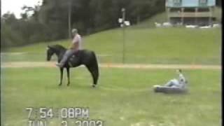 Speed Gaited Horse  The Virginia Undertaker [upl. by Maddocks]