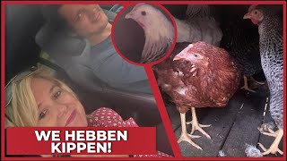 WE HEBBEN KIPPEN 🐔  2227 [upl. by Grannias]