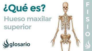 Hueso MAXILAR SUPERIOR  Qué es cómo está formado significado ubicación función y problemas [upl. by Firman]