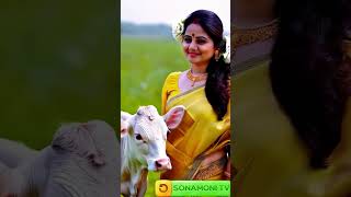 choti choti gaiya shorts gaiya gaiyawala gaiyamerigaiya cow videos cow videos cow cowvideos [upl. by Carny121]