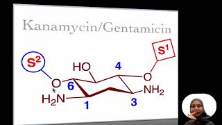 17241E Aminoglycosides [upl. by Gorman]