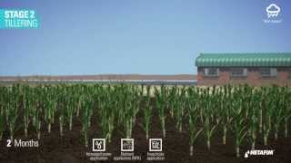 3D Animation Video about Netafim Drip Irrigation for Sugarcane Growth  סרט מוצר לחקלאות  אגרוטק [upl. by Aicnelev]