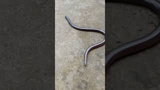 Brahminy blind snake [upl. by Nolrak]