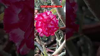 Adenium shortvideo shorts flowers rooftopgardens [upl. by Adnol]