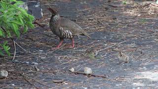 Red Legged Partridge  Alectoris rufa [upl. by Kyriako494]