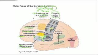 Neurophysiology  Cortical and brainstem motor function [upl. by Icken]