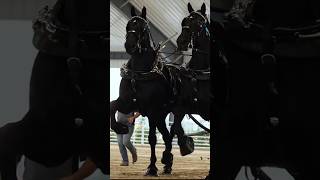 Most Powerful Percheron Horses In The World [upl. by Jeri]