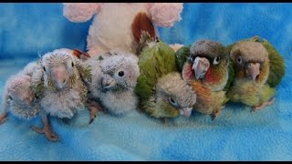 53 week old Baby Green Cheek Conures [upl. by Enirolf346]