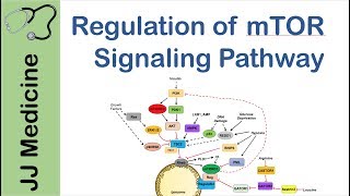 mTOR Signaling Pathway  Nutrient and Cell Stress Regulation [upl. by Noslien981]