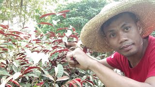 HOW TO PROPAGATE PICARA PLANT by CUTTINGS [upl. by Nnewg917]