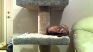 cute ferret on cat tree [upl. by Cai]