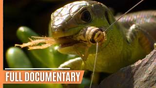 The Fascinating World of Insects  Full Documentary [upl. by Brote997]