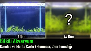 Bitkili Akvaryum  Karides Monte Carlo Eklenmesi ve Cam Temizliği  47Gün  Part3 [upl. by Llenhoj]