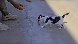 Watch What This Stray Cat Did After I Fed Her An Unbelievable Surprise [upl. by Sivie665]