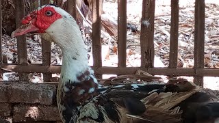 muscovy Duck 🥰😍❤😍 [upl. by Oliver507]